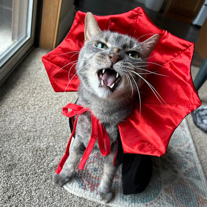 Halloween costume witch vampire  for pets